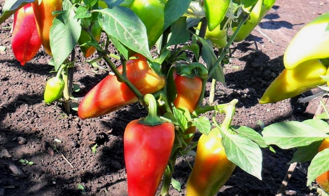 pepper plot
