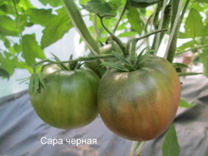 Productivity, characteristics and description of the Samara tomato variety