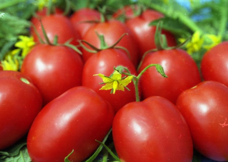 grietinėlės pomidorai