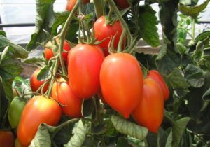 Tomaattilajikkeen kerman ominaisuudet ja kuvaus, sen sato