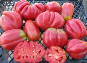 Charakterystyka i cechy pielęgnacyjne amerykańskiego pomidora żebrowanego