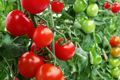 Kenmerken en beschrijving van de tomatenvariëteit Blagovest, de opbrengst