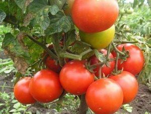 הזנים הטובים ביותר, היצרניים של עגבניות, באזורים הצפוניים בשדה הפתוח ובחממות