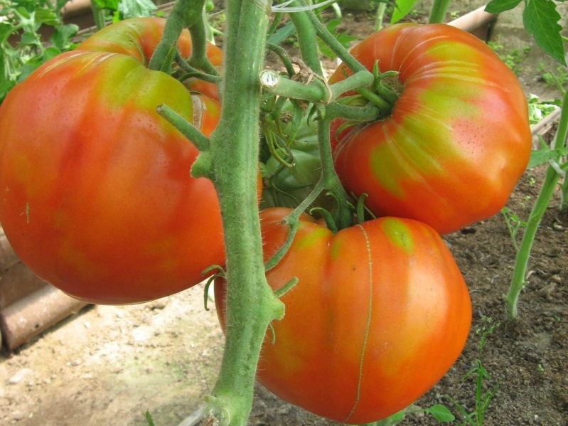 fleshy sugar tomato in the garden