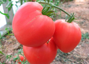 Opis odrody, charakteristík a vlastností pestovaného paradajkového ružového srdca