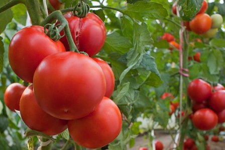 אינטואיציה של עגבניות בגינה