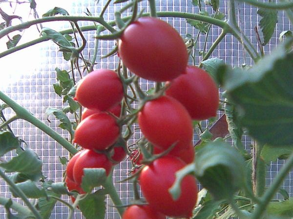 cherry rajčat ve skleníku