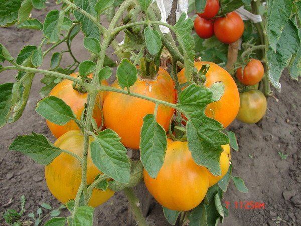 saglabāts dārza tomātu medus