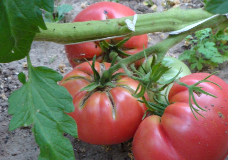 Tretyakovsky tomato in the garden