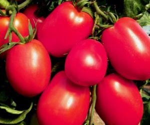De Barao pomidorų charakteristikos ir aprašymas