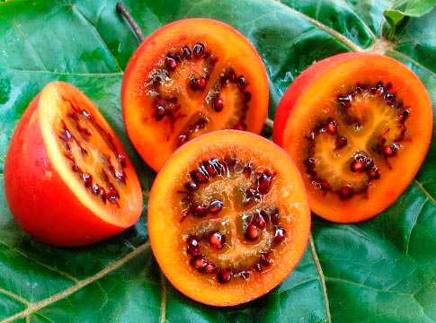 tomatenboom fruit