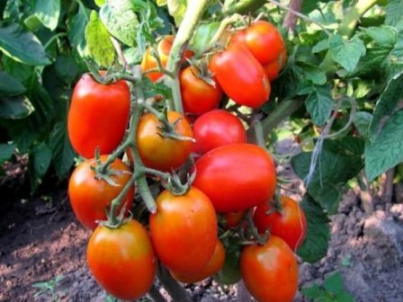 milagro de tomate en escabeche