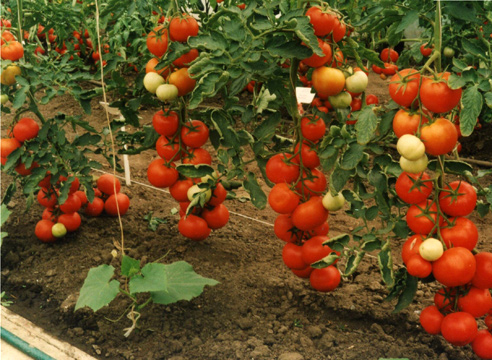 tomate en el huerto
