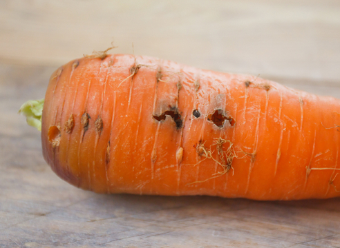 beschädigte Karotten