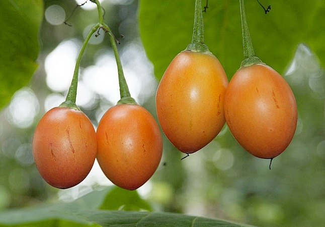 tomato tsifomandra beetroot