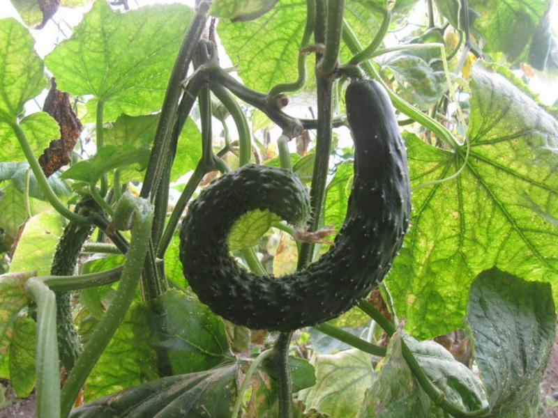 cladosporiosis of cucumbers