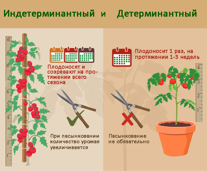 atšķirības starp noteicošajām un nenoteiktajām tomātu šķirnēm