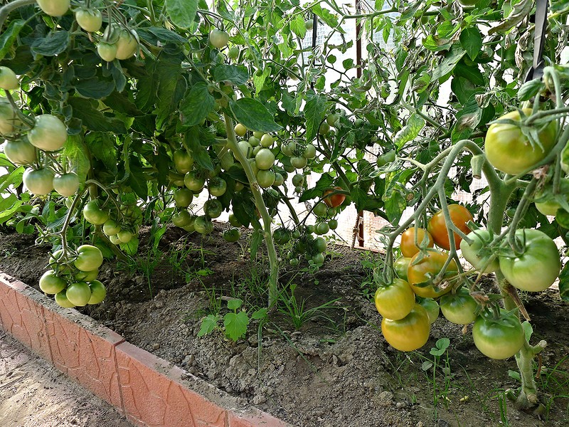 Tomatenbüsche Gnom