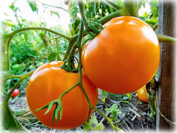 tomato Orange miracle in the garden