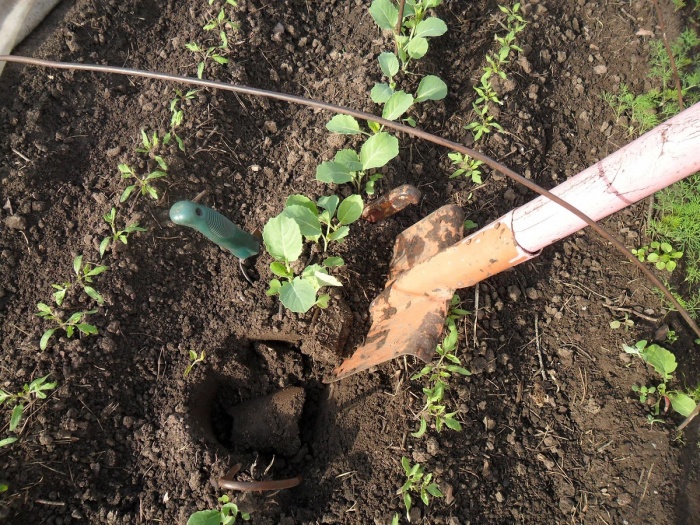 digging cauliflower in the vegetable garden