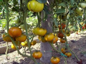 Tomaattilajike Malachiittilaatikon ominaisuudet ja kuvaus, sen sato