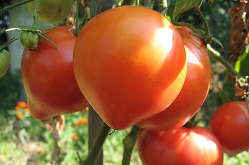 abakan pink tomato in the garden