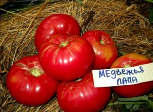 Characteristics and description of the tomato variety Bear's paw, its yield