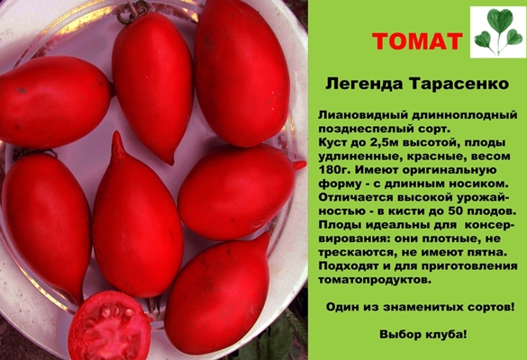 Beschreibung der Tomatenlegende von Tarasenko