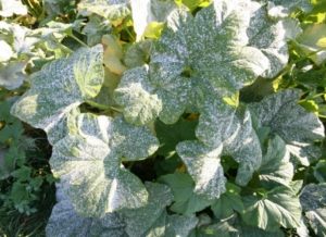 How to deal with diseases of cucumbers in the open field and in a greenhouse, how to protect and how to spray