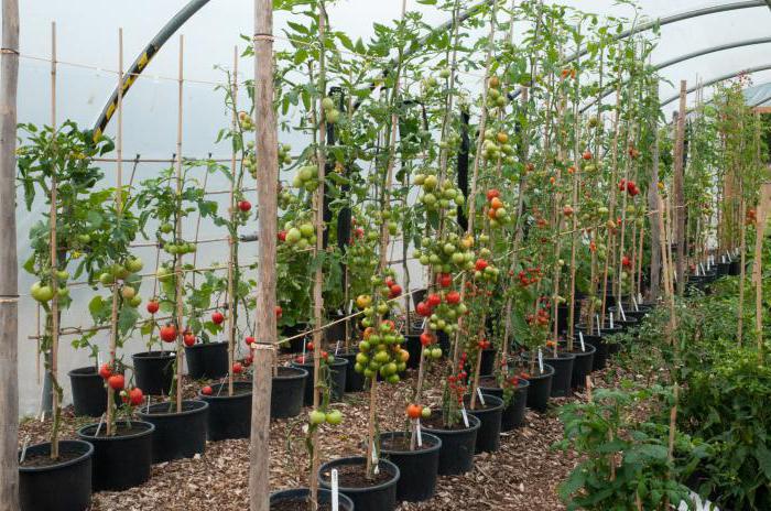 paradajka spasskaya veža v kvetináčoch