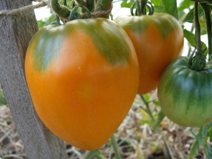 tomato bushes honey spas
