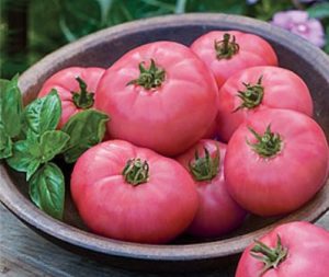 Pomidorų veislės „Pink stebuklas“ charakteristikos ir aprašymas, derlius