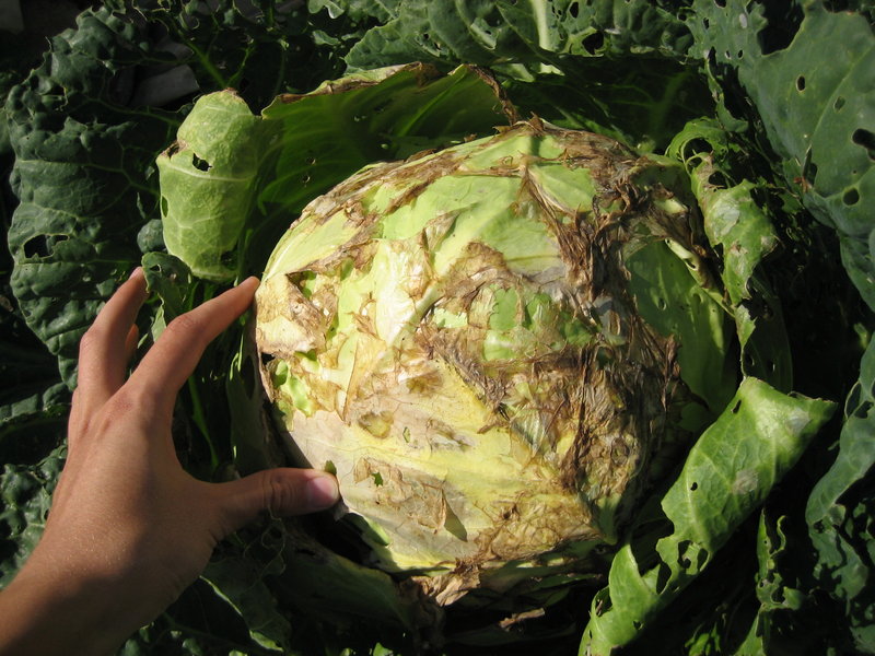 mosaic cabbage