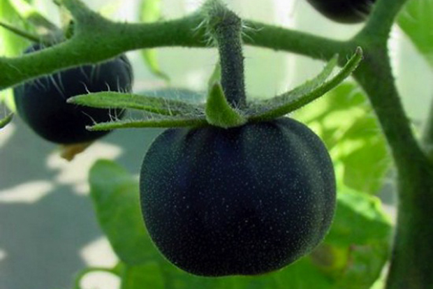 čierna malinová paradajka