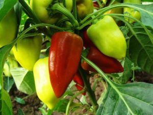 Kako formirati paprike u stakleniku i otvorenom polju