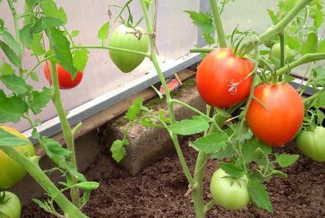odroda paradajok Pyshka F1