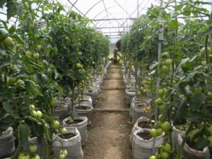 Sorter af de bedste og mest produktive tomater til Ural i et drivhus