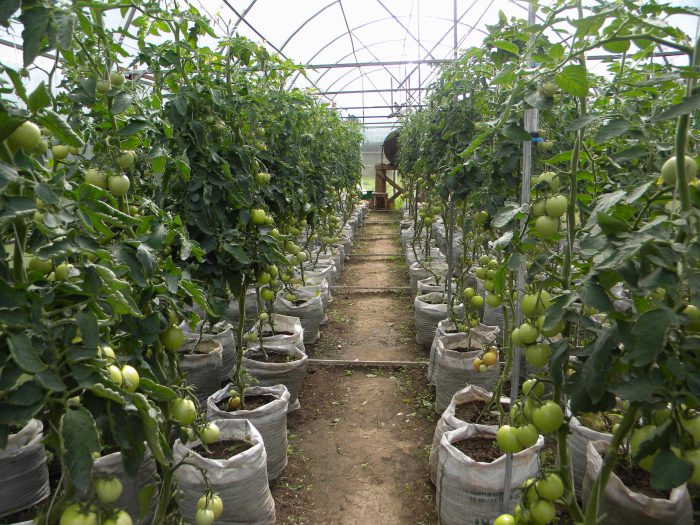 tomaatit kasvihuoneessa