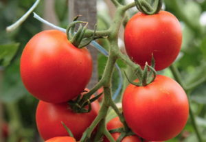 Tomaattilajikkeen ominaisuudet ja kuvaus Kesäasukas, sen sato