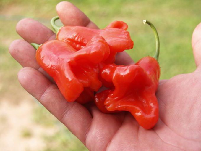 bell pepper appearance