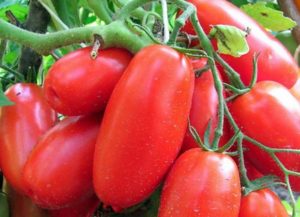 Caractéristiques et description de la variété de tomate troïka sibérienne, rendement