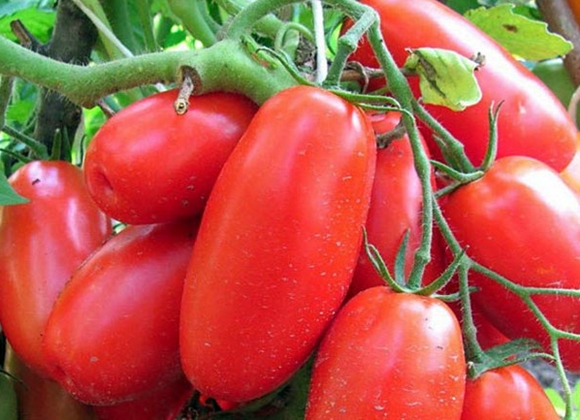 het uiterlijk van de Siberische trojka-tomaat
