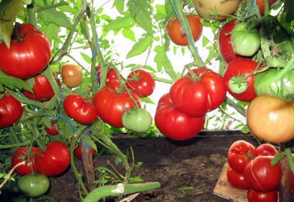 Tomatenbüsche Großmutters Korb