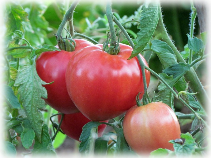 Abakan-tomaat in de tuin