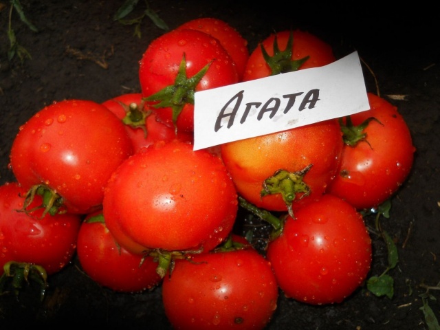 agaat tomaat