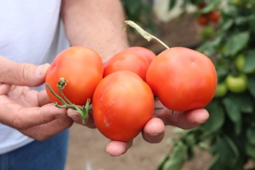 tomato Ivanhoe F1 in hands