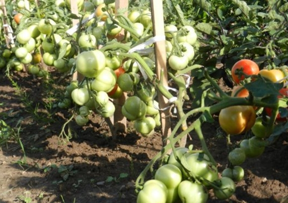tomato bushes Ilyich F1