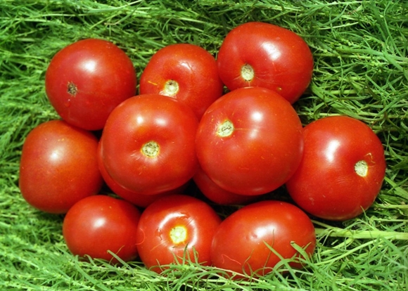 tidlig modning volgograd tomat på græsset