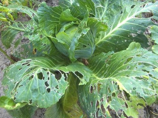 cabbage disease