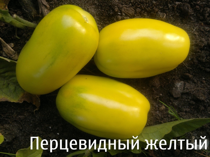 tomate jaune poivrée